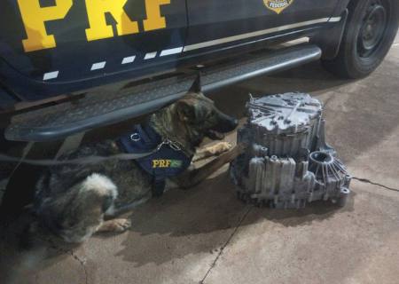 Em Água Clara, com ajuda de cães farejadores, PRF apreende droga em encomenda